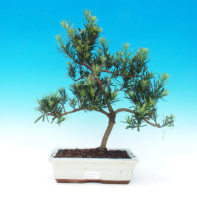 Pokojová bonsai-Podocarpus- kamenný tis PB216347 - 1