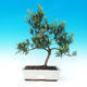 Pokojová bonsai-Podocarpus- kamenný tis PB216347 - 1/4