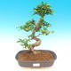 Pokojová bonsai - Carmona macrophylla - čaj fuki - 1/5