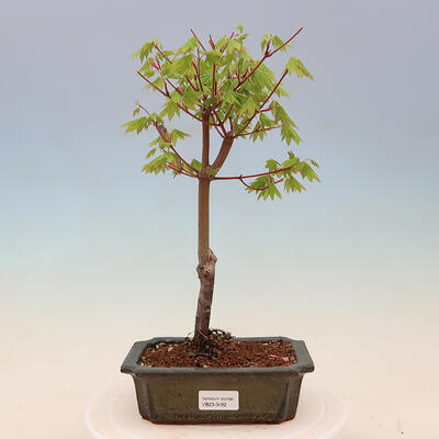 Venkovní bonsai - Javor palmatum katsura GISAN - Javor dlanitolistý - 1