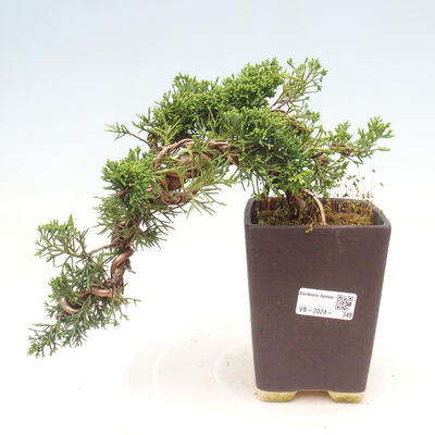 Venkovní bonsai - Juniperus chinensis Kaizuka - Jalovec čínský - 1