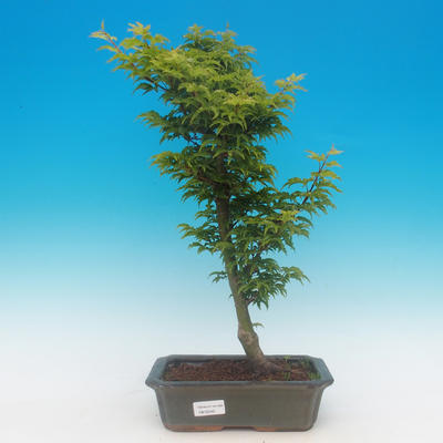 Acer palmatum SHISHIGASHIRA- Javor malolistý - 1