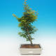 Acer palmatum SHISHIGASHIRA- Javor malolistý - 1/2