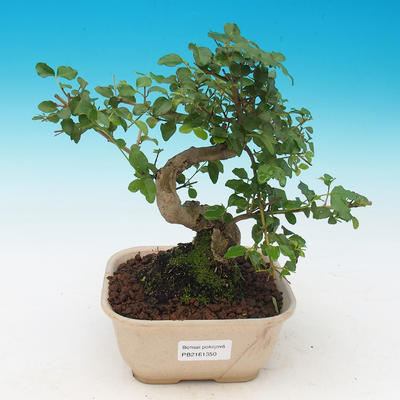 Pokojová bonsai -Ligustrum chinensis - Ptačí zob - 1