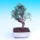 Pokojová bonsai-PUNICA granatum nana-Granátové jablko - 1/3