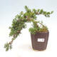 Venkovní bonsai - Juniperus chinensis Kaizuka - Jalovec čínský - 1/2