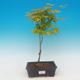 Acer palmatum Aureum - Javor dlanitolistý zlatý - 1/3