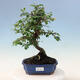 Venkovní bonsai - Cotoneaster horizontalis - Skalník - 1/2