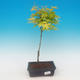 Acer palmatum Aureum - Javor dlanitolistý zlatý - 1/3