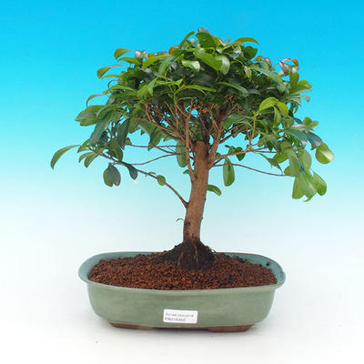 Pokojová bonsai -Australská třešeň PB216356 - 1