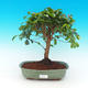 Pokojová bonsai -Australská třešeň PB216356 - 1/4
