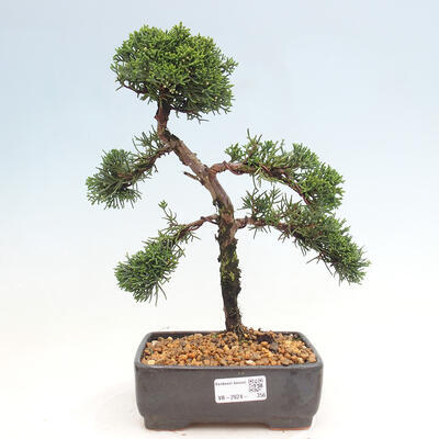 Venkovní bonsai - Juniperus chinensis Kishu -Jalovec čínský - 1