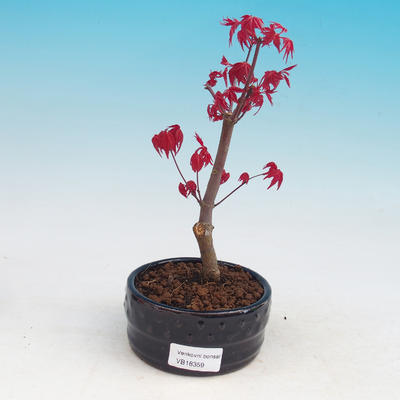Venkovní bonsai - Javor dlanitolistý - Acer palmatum DESHOJO - 1