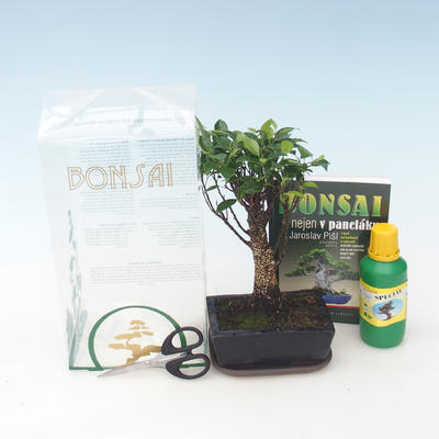 Pokojová bonsai v dárkové krabičce, Ficus retusa - Fíkus malolistý