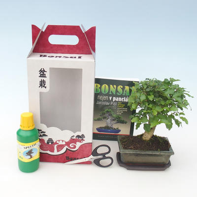 Pokojová bonsai v dárkové krabičce, Ligustrum chinensiss - Stále zelený ptačí zob 