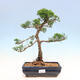Venkovní bonsai - Juniperus chinensis Kishu-Jalovec čínský - 1/2
