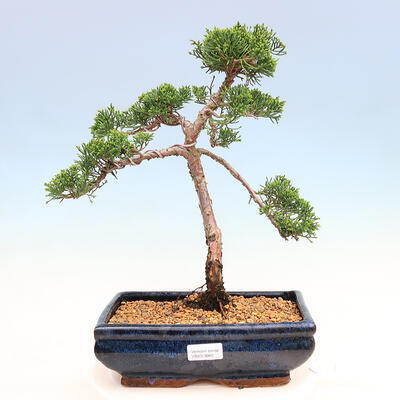 Venkovní bonsai - Juniperus chinensis Kishu-Jalovec čínský - 1