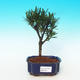 Pokojová bonsai-Podocarpus- kamenný tis PB216367 - 1/4