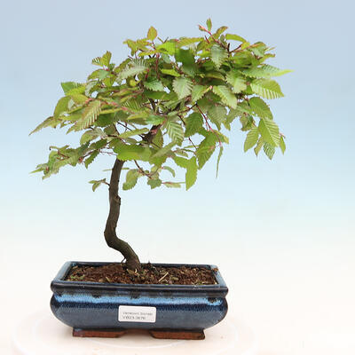 Venkovní bonsai - Habr obecný - Carpinus betulus