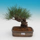 Pinus thunbergii - Borovice thunbergova - 1/4