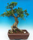 Pokojová bonsai - Muraya paniculata - 1/6