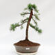 Venkovní bonsai -Larix decidua - Modřín opadavý - 1/4