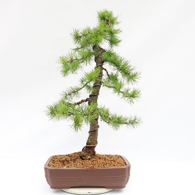 Venkovní bonsai -Larix decidua - Modřín opadavý  - Pouze paletová přeprava - 1