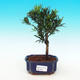Pokojová bonsai-Podocarpus- kamenný tis PB216370 - 1/4