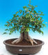 Pokojová bonsai - Muraya paniculata - 1/6