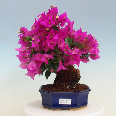Izbová bonsai - Bouganwilea - 1