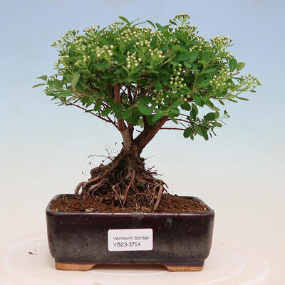 Venkovní bonsai -malolistý tavolník - Spiraea japonica MAXIM - 1