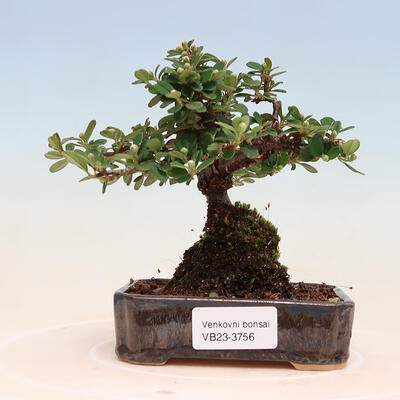 Venkovní bonsai-Cotoneaster horizontalis - Skalník - 1