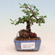 Venkovní bonsai-Cotoneaster horizontalis - Skalník - 1/4