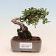 Venkovní bonsai-Cotoneaster horizontalis - Skalník - 1/4