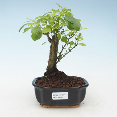 Pokojová bonsai - Duranta erecta Aurea 414-PB2191375 - 1