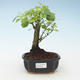 Pokojová bonsai - Duranta erecta Aurea 414-PB2191375 - 1/3