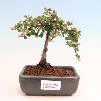 Venkovní bonsai-Cotoneaster horizontalis - Skalník