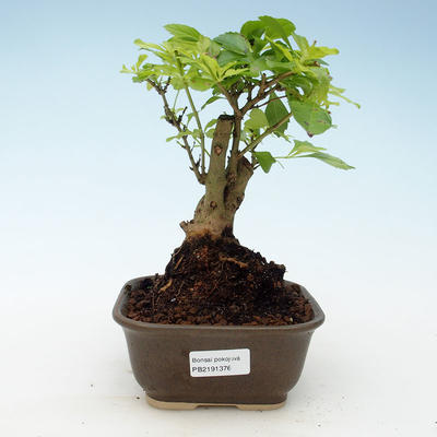 Pokojová bonsai - Duranta erecta Aurea 414-PB2191376 - 1