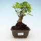 Pokojová bonsai - Duranta erecta Aurea 414-PB2191376 - 1/3