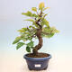 Venkovní  bonsai -  Pseudocydonia sinensis - Kdouloň čínská - 1/6