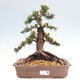 Venkovní bonsai - Taxus cuspidata  - Tis japonský - 1/6