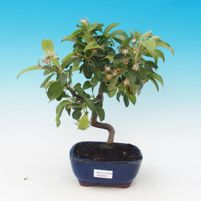 Venkovní bonsai-Malus halliana-Maloplodá jabloň