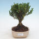 Pokojová bonsai - Buxus harlandii -korkový buxus - 1/4