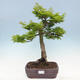 Venkovní bonsai -Javor dlanitolistý Acer palmatum Shishigashira - 1/6