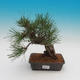 Pinus thunbergii - Borovice thunbergova - 1/4