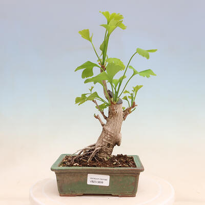 Venkovní bonsai - Jinan dvoulaločný - Ginkgo biloba - 1