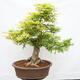 Venkovní bonsai - Javor dlanitolistý - Acer palmatum - POUZE PALETOVÁ PŘEPRAVA - 1/5