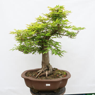 Venkovní bonsai - Javor dlanitolistý - Acer palmatum - POUZE PALETOVÁ PŘEPRAVA - 1