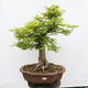 Venkovní bonsai - Javor dlanitolistý - Acer palmatum - POUZE PALETOVÁ PŘEPRAVA - 1/5