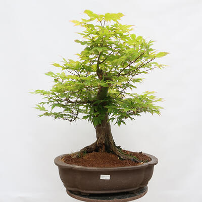 Venkovní bonsai - Javor dlanitolistý - Acer palmatum - POUZE PALETOVÁ PŘEPRAVA - 1